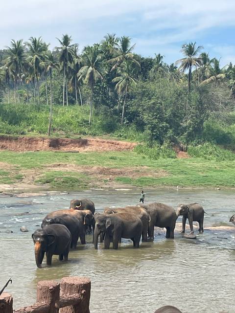       Elephants walking in a natural landscape by a river.
  