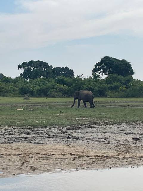 Lone elephant in a grassy field.