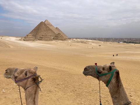       Camels standing in front of pyramids on a sandy plain.
  