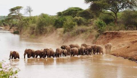       Elephants walking in a river surrounded by lush vegetation.
  