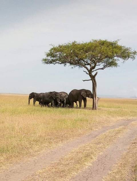       Elephants sheltering under a tree in a vast savannah.
  