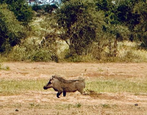       A warthog walking across a grassy area.
  