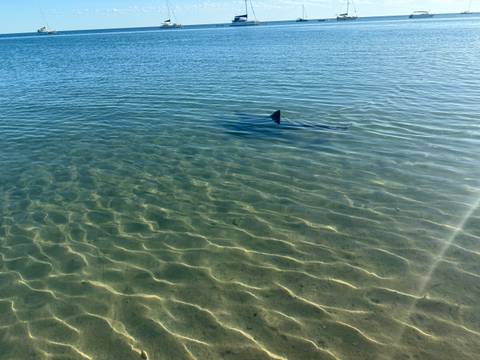 A dorsal fin of a shark visible in clear blue water.