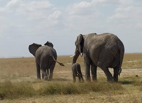 Elephant family walking through the savannah.