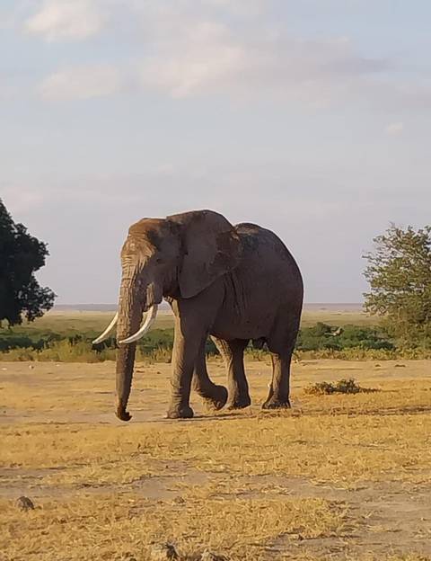 Large elephant walking in the African plains.