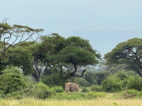 Elephant walking through the savannah.
