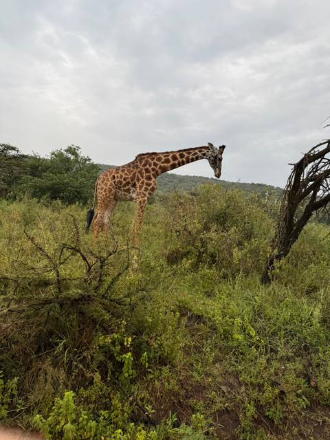 Giraffe in its natural habitat in the savannah.