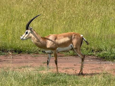 Grant's gazelle standing in the grassland.