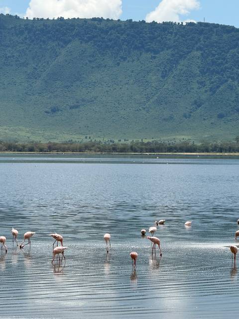Flamingoes standing by a serene lake.