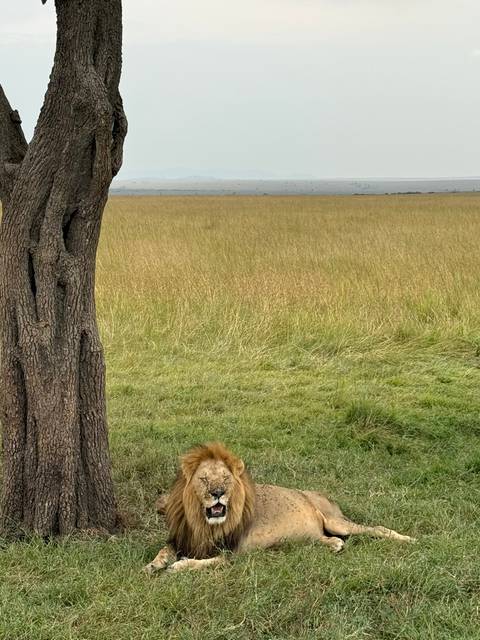       Lion hiding in the grasslands.
  