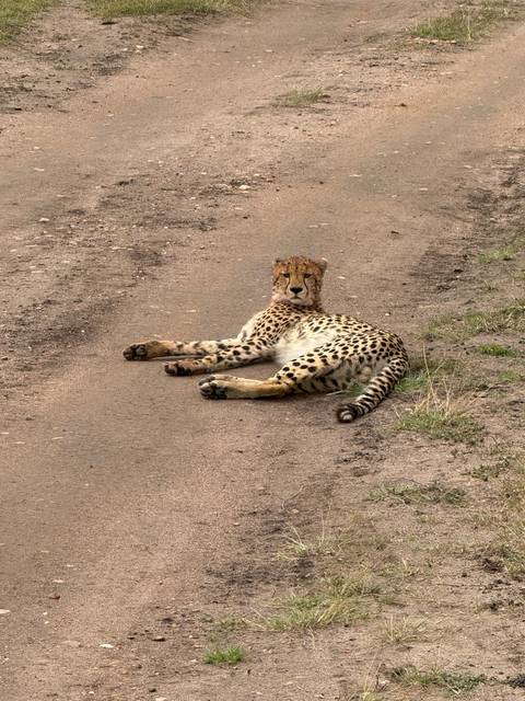 Cheetah lying on a dirt path.