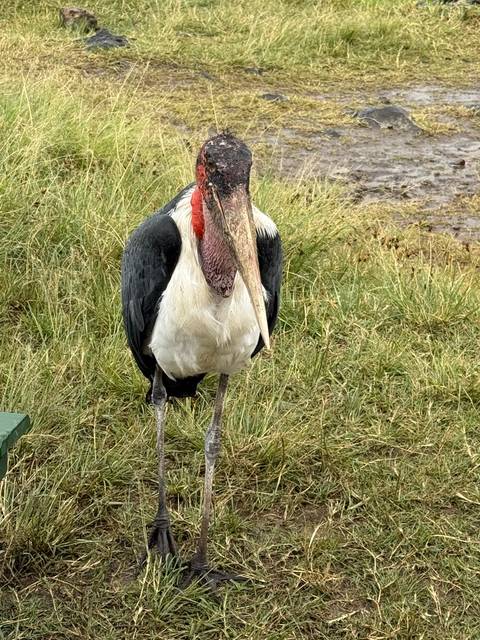 African Marabou stork standing on grass.