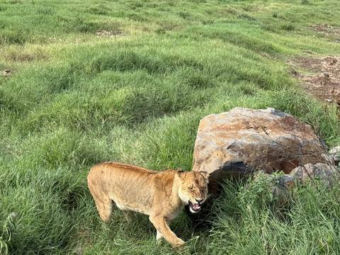 Lioness walking through the grass.