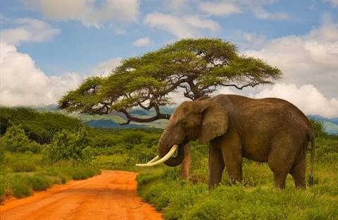 Elephant standing on a red dirt road in the savanna.