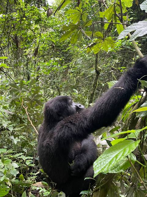 Close-up of a gorilla in a dense forest.