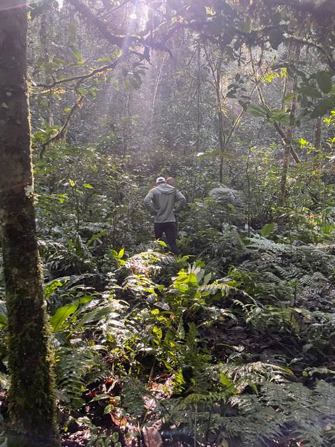 Person standing in the middle of a forest surrounded by dense greenery.