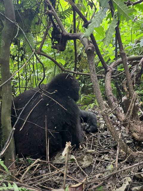 Gorilla sitting in a forest surrounded by branches.