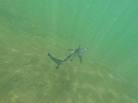 Shark swimming underwater in a greenish environment.