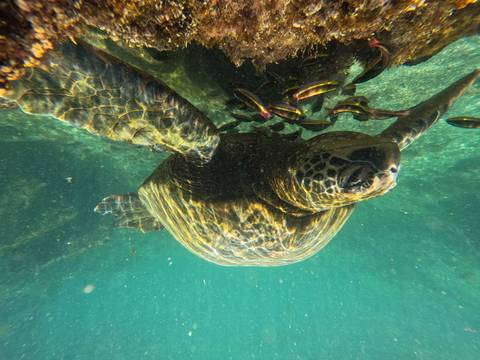 Turtle swimming underwater with small fish around.