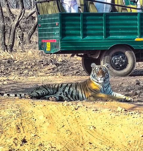 Tiger resting in a natural habitat.