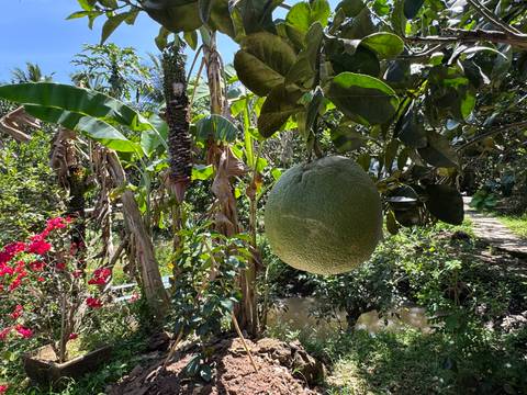       Green fruit hanging on a tree in a lush garden.
  