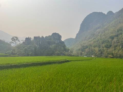       Green rice paddies with karst mountains in the background.
  