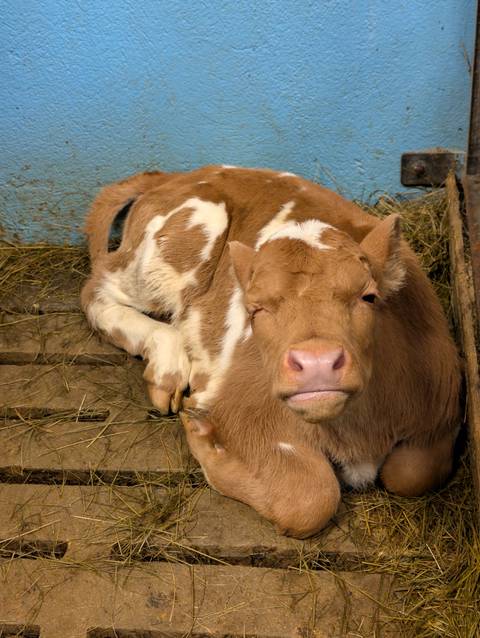       Brown and white calf lying down on a bed of straw.
  
