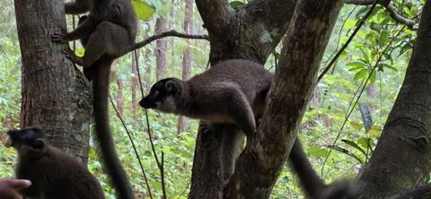       Lemurs on a tree branch in a forest setting.
  