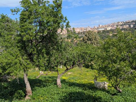 Green landscape with trees and a distant town.
