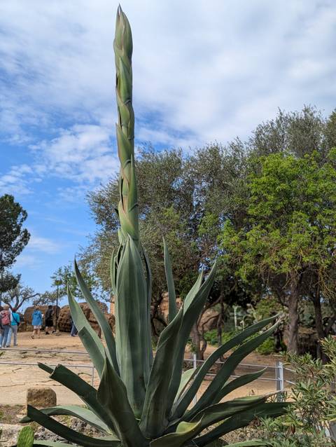 Tall plant in a bright, sunny setting.