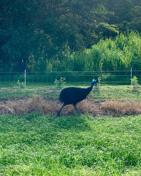       Cassowary walking across a grassy area.
  