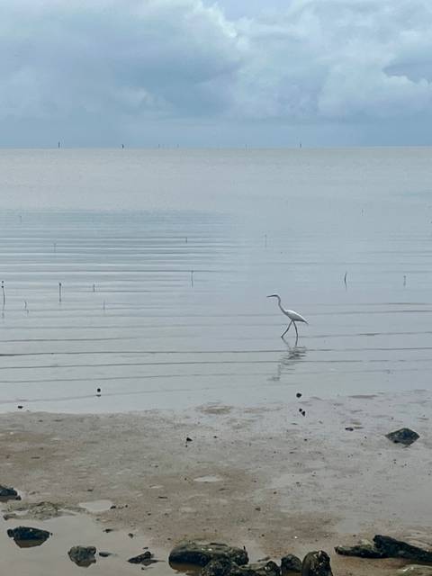 A white bird wading in shallow waters on a foggy day.