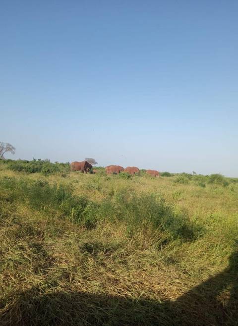       Elephants grazing in a grassy field under an open sky.
  
