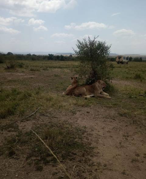       Lions resting under a tree in the savannah.
  