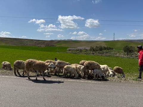 A group of sheep grazing near a person by the roadside.