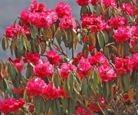 Ghorepani Poon Hill Trekking Tour Foto von Kundenbewertung 