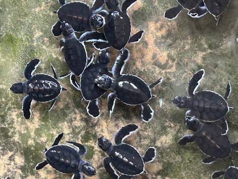 Group of small turtles swimming in shallow water.