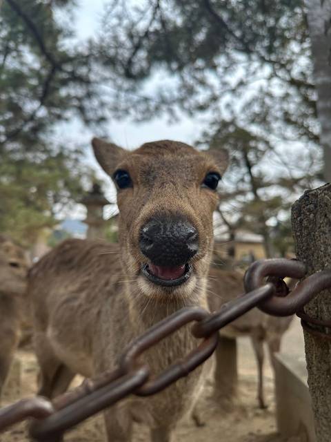 Close-up of a deer's face with a blurry background.