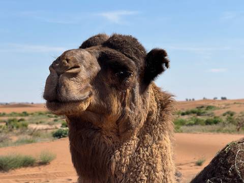       Close-up of a camel's face in the desert.
  