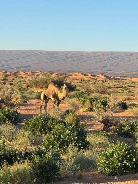       Camel standing in a desert landscape with dunes.
  