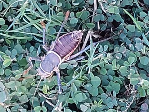      Close-up of a cricket on green foliage.
  