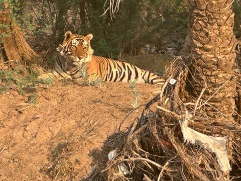       Tiger resting under a tree in a jungle setting.
  