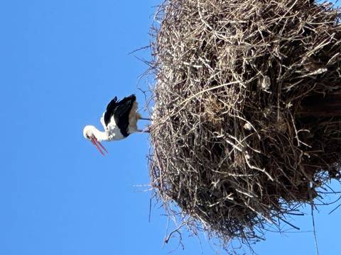       Bird on a large nest against a clear blue sky.
  