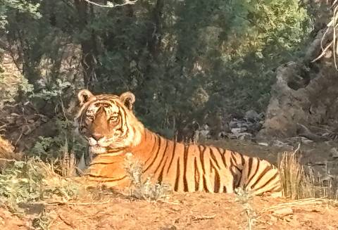       A tiger resting in a natural habitat.
  