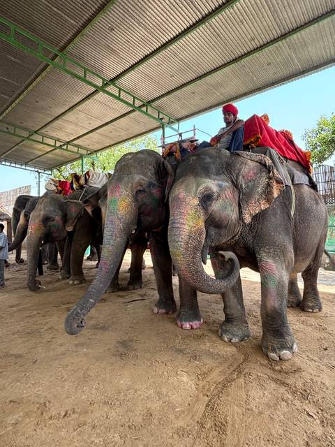       Elephants with people riding on their backs.
  