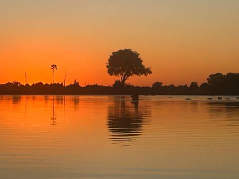       Silhouette of a tree during sunset over a river
  