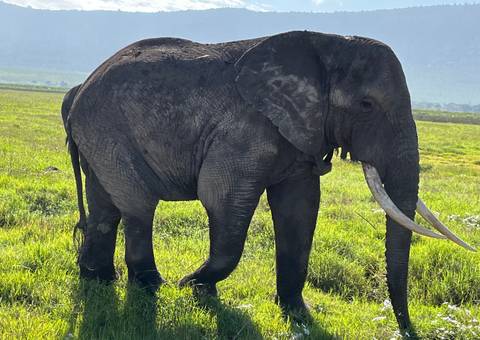       Elephant standing on grass in the afternoon
  