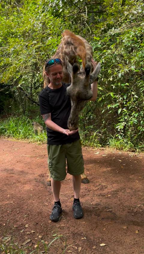       Person feeding a giraffe outdoors
  