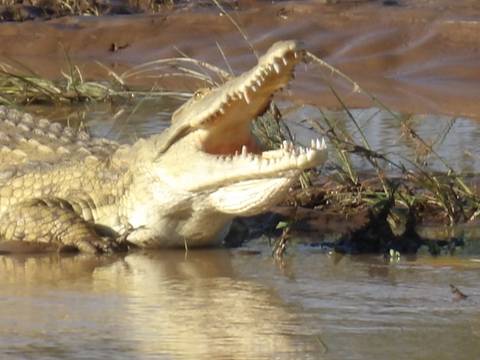       Crocodile with open mouth in water
  