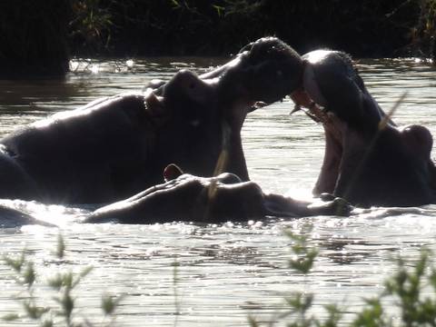       Hippos in water, two with mouths open
  
